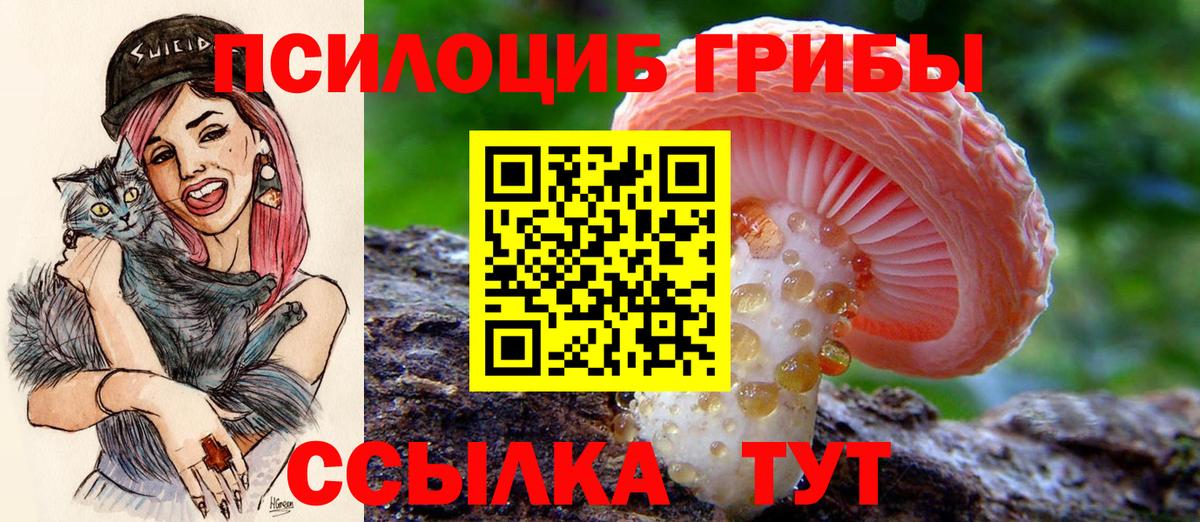 Псилоцибиновые грибы Cubensis Новоалтайск